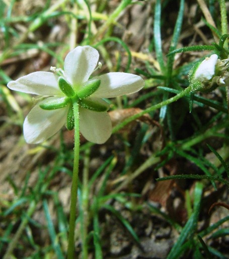 Sagina glabra / Sagina glabra